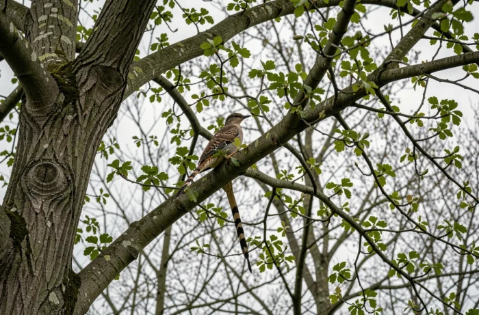 Coucou commun dissimulé dans les branches d'un chêne au printemps, oiseau difficile à repérer malgré son chant reconnaissable